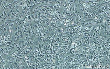 间充质干细胞无血清培养基的应用