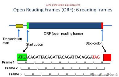 2号染色体开放阅读框抗体的应用