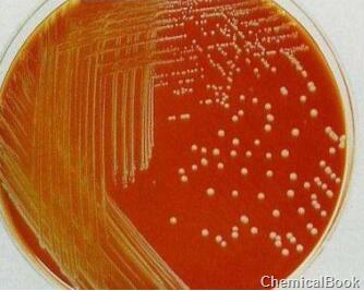 葡萄球菌选择性肉汤培养基BAT-BOUILON肉汤的用途和应用研究