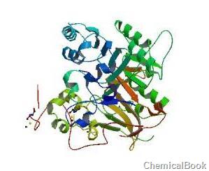 人酰基磷酸酶1