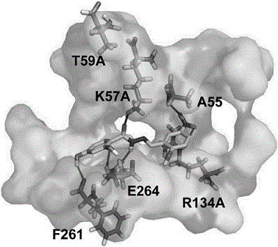 3-磷酸甘油醛脱氢酶(兔来源免疫组化用抗体)的应用