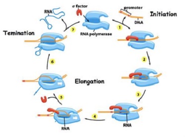 ATP-依赖的RNA解旋酶P47抗体