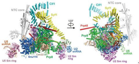A激酶锚定蛋白5抗体的应用