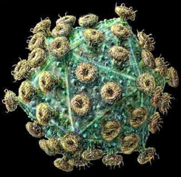 A型流感病毒H7N9凝集素抗体的应用