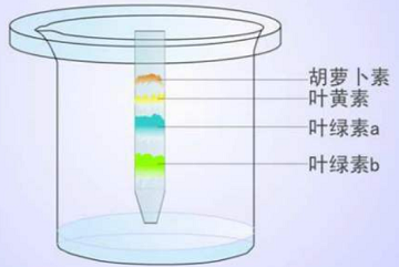 叶绿素a的制备与含量测定