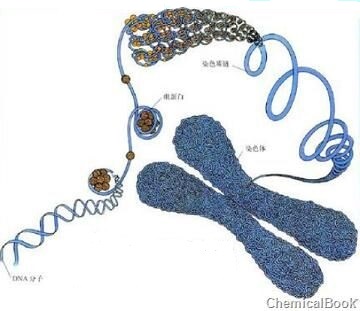 8号染色体开放阅读框55抗体的应用