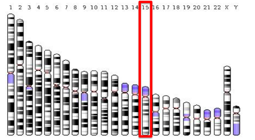 3号染色体开放阅读框15抗体的应用