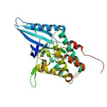 人周期素依赖性激酶4(CDK-4)ELISA KIT的应用