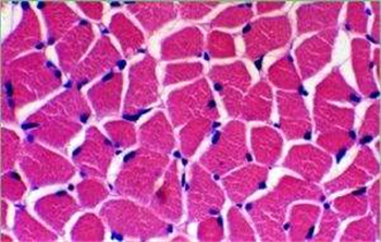  大鼠骨骼肌细胞的应用