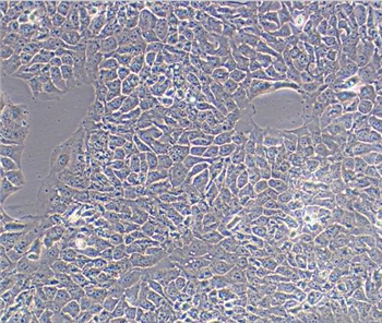  HACAT细胞专用培养基