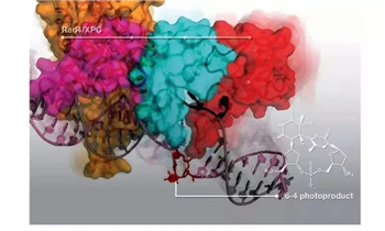 DNA补充修复XPC细胞蛋白抗体应用