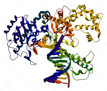  DNASE II 脱氧核糖核酸酶2抗体应用