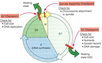  DNAJA2细胞周期蛋白3抗体应用