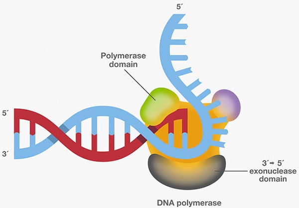 DNA聚合酶的应用