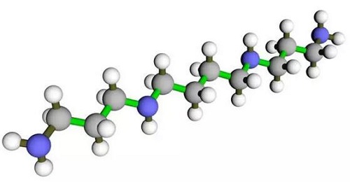 精胺和亚精胺：来自人体的“抗衰老分子” 