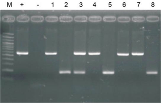 ANIMAL BLOOD DIRECT PCR KIT 全血直接PCR试剂盒的应用