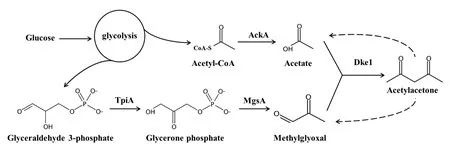 乙酰丙酮的生物合成 
