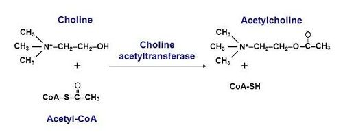 acetyltransferase )的作用下,乙酰辅酶a上的乙酰基转移到胆碱上,生成