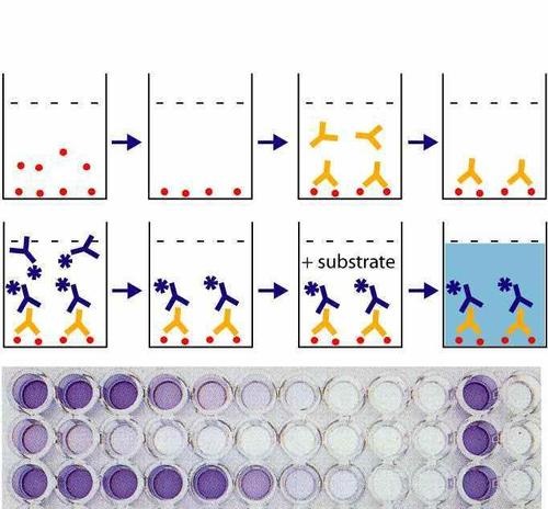 elisa反应示意图