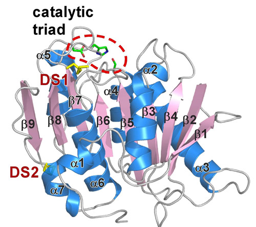 水解酶结构域蛋白14B抗体的应用
