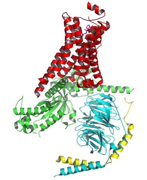 G蛋白偶联受体ARHGEF18抗体的应用