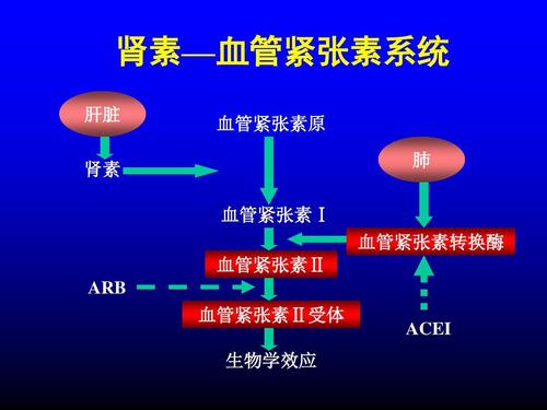 ACEI 血管紧张素1转换酶抑制剂抗体