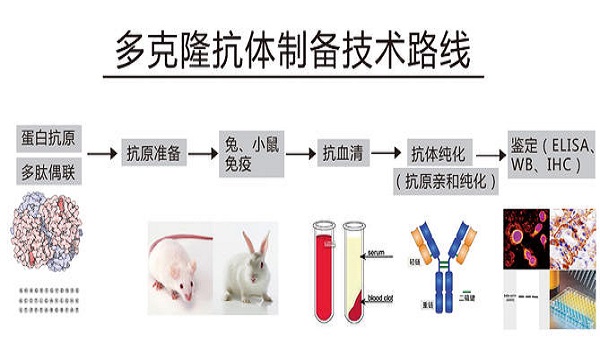 多克隆抗体制备的应用