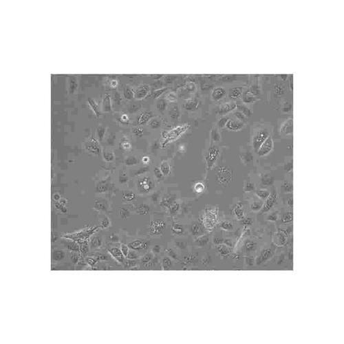 CTLL-2小鼠T淋巴细胞的应用