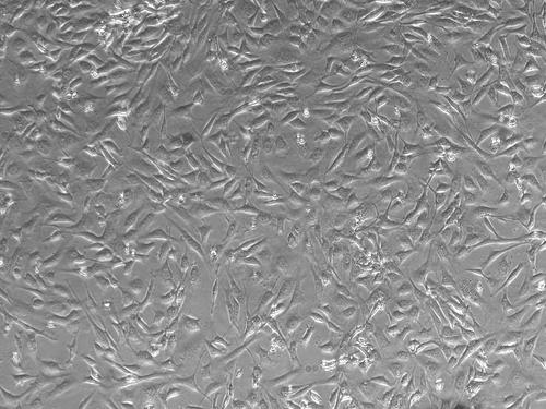 ATDC5小鼠胚胎瘤细胞的应用