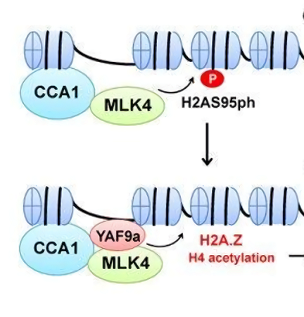 组蛋白H2AZ抗体的应用