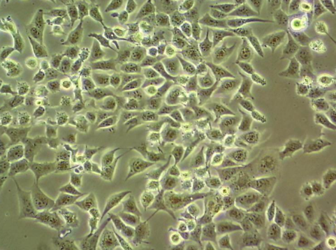 MSTO-211H CELL:人肺癌细胞系的应用