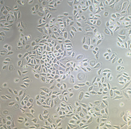 PLC/PRF/5细胞|人肝癌亚力山大细胞(提供STR鉴定报告)的应用