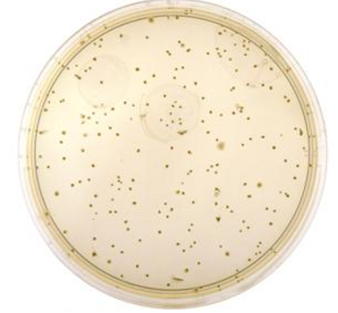 李斯特氏菌显色培养基的应用