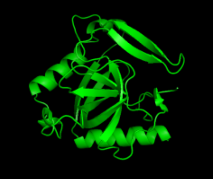 三磷酸肌苷焦磷酸酶抗体