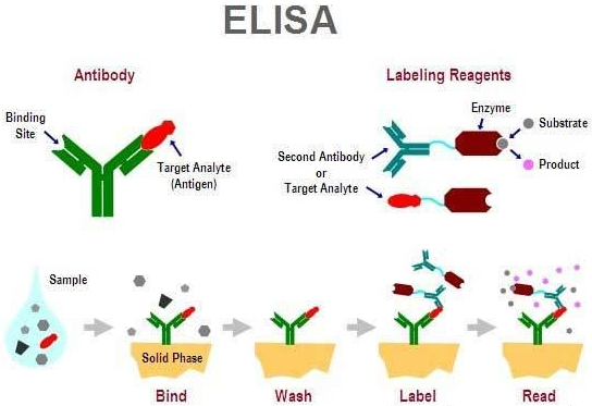 人胱硫醚Β-合酶(CBS)ELISA KIT的应用