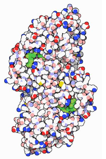 锌结合乙醇脱氢酶结构域蛋白2抗体的应用
