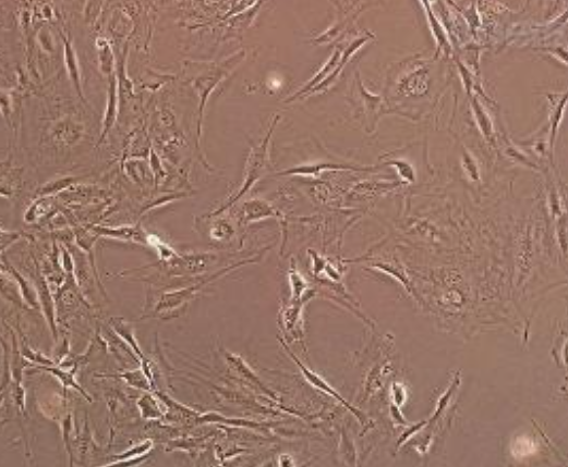 BT-325人脑多型胶质母细胞瘤细胞