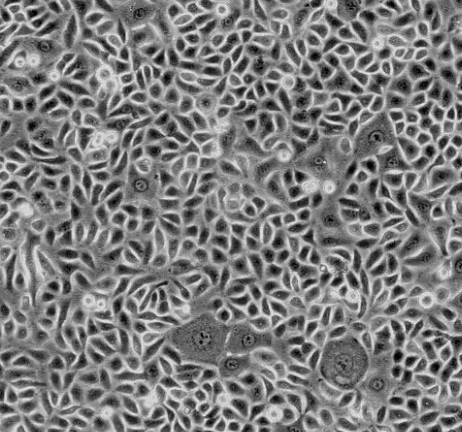 TM3小鼠睾丸间质细胞的应用