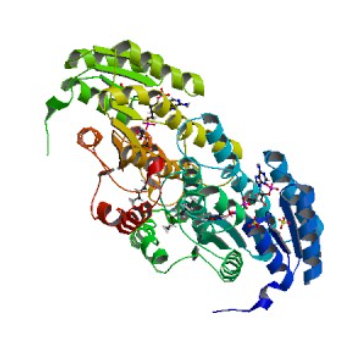 羟类固醇脱氢酶17Β抗体的应用