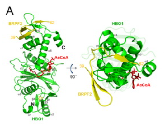 芳香乙酰胺脱乙酰基酶样蛋白2抗体的应用