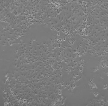 小鼠海绵体内皮细胞的应用