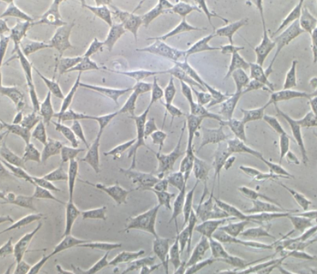 SK-OV-3人卵巢癌细胞的应用