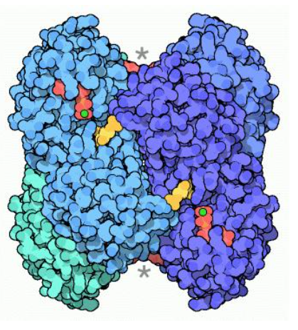 G激酶锚定蛋白1抗体的应用