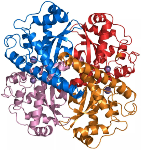 超氧化物歧化酶3抗体的应用
