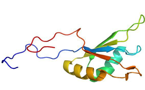 Β淀粉样蛋白前体蛋白结合蛋白1抗体的应用