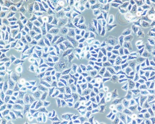 树突状细胞形态图片