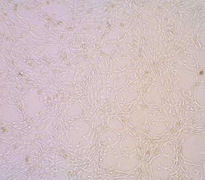 大鼠骨髓间充质干细胞的应用