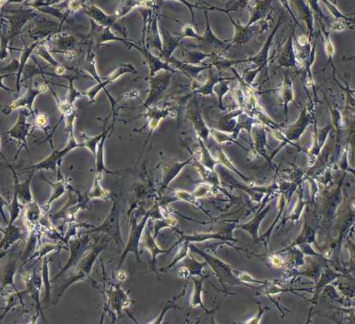 小鼠骨髓基质细胞的应用