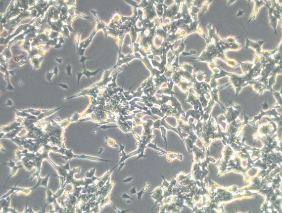 SK-N-SH人神经母细胞瘤细胞的应用