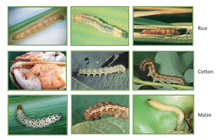 Nine common pests of rice, cotton and maize that are controlled by Bt crops